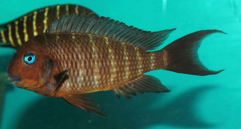 Tropheus polli 'Mabilibili Bay'